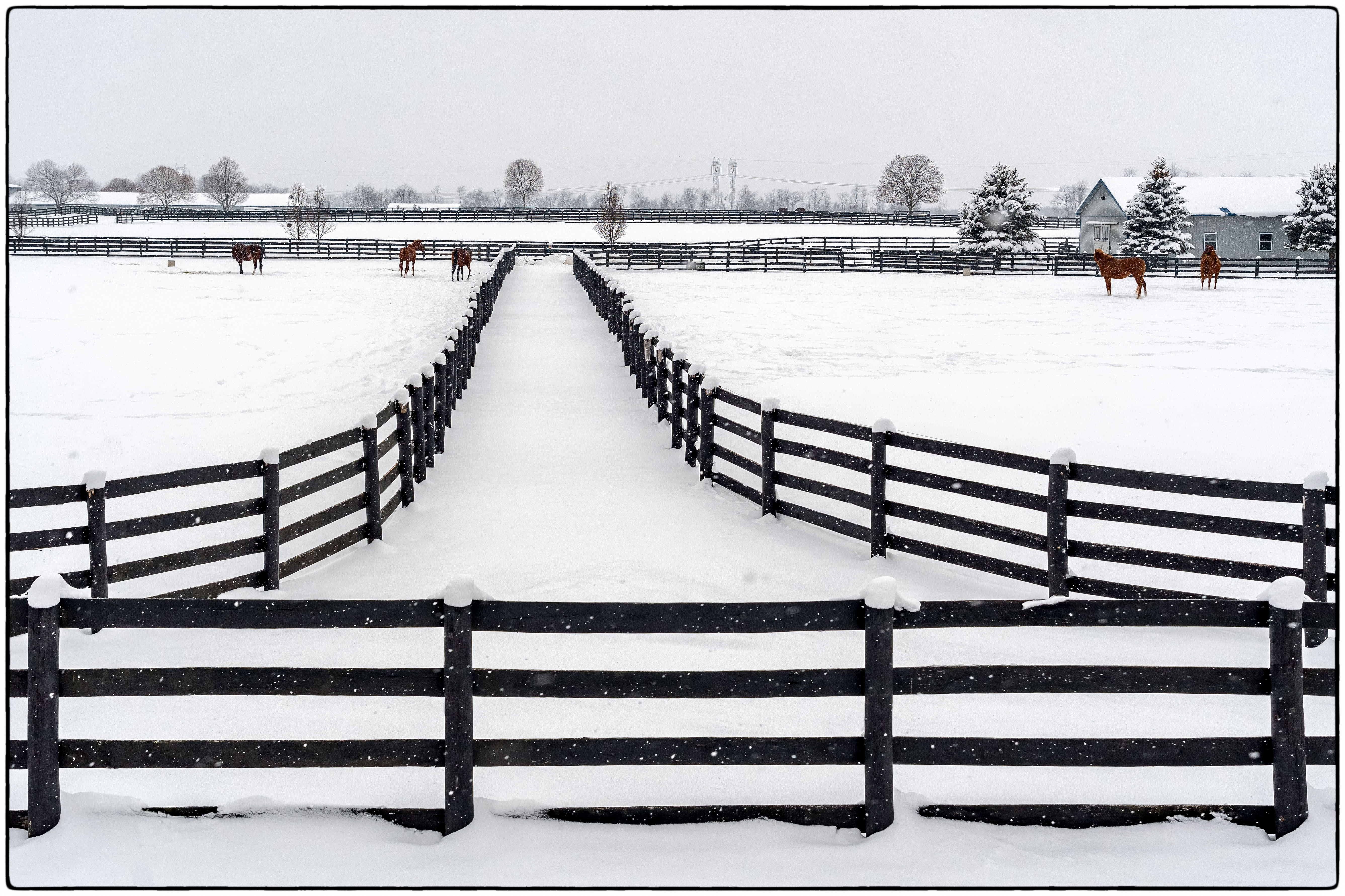 Fences by Mike Lynch
